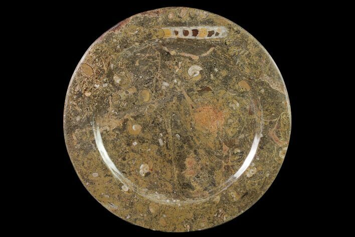 Fossil Orthoceras & Goniatite Round Plate - Stoneware #140078